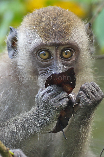 Crab Eating Macaque